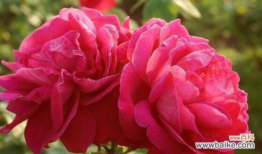 深入探索玫瑰花的花语和象征意义 玫瑰花的含义及象征意义