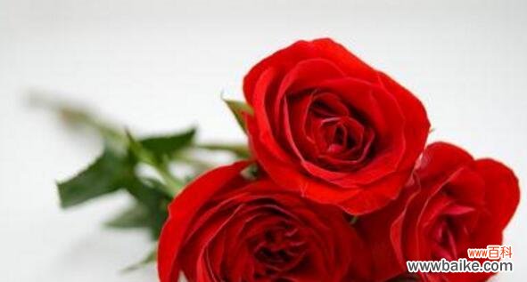 深入探索玫瑰花的花语和象征意义 玫瑰花的含义及象征意义