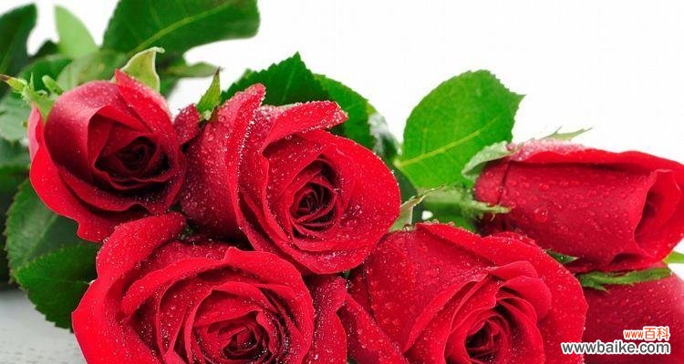 解读九朵玫瑰花语 九朵玫瑰的花语