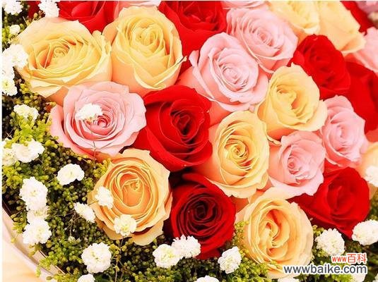 解读九朵玫瑰花语 九朵玫瑰的花语