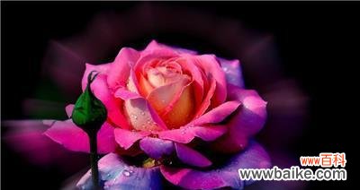 传递爱与美的花语之旅 玫瑰花的含义与象征