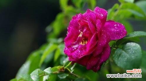 传递爱与美的花语之旅 玫瑰花的含义与象征