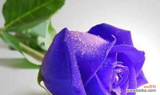 以玫瑰花为例 玫瑰花的寓意和花语数量——一朵花背后的多重含义