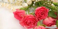 浪漫花语传递深情 玫瑰花