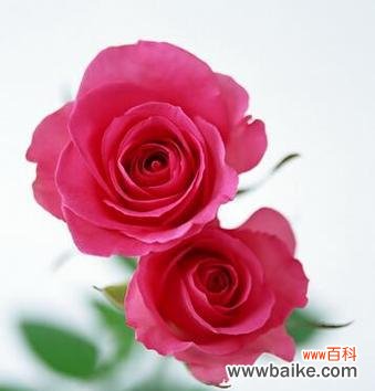 玫瑰花朵数的深层寓意与表达方式 玫瑰花朵数的象征意义