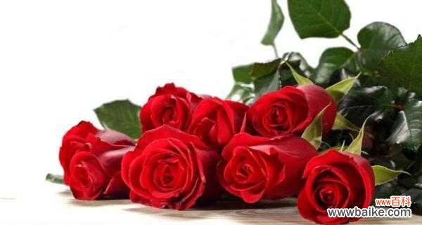 探秘玫瑰花背后的神秘语言和情感 玫瑰花的象征意义及代表花数解析