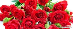 探索玫瑰花朵数的神秘语言 玫瑰花朵数的含义
