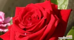 深入解读玫瑰花背后的象征与寓意 玫瑰花花语与代表意义