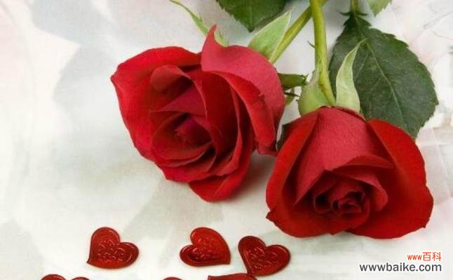 花说心声 解读玫瑰花朵数的含义