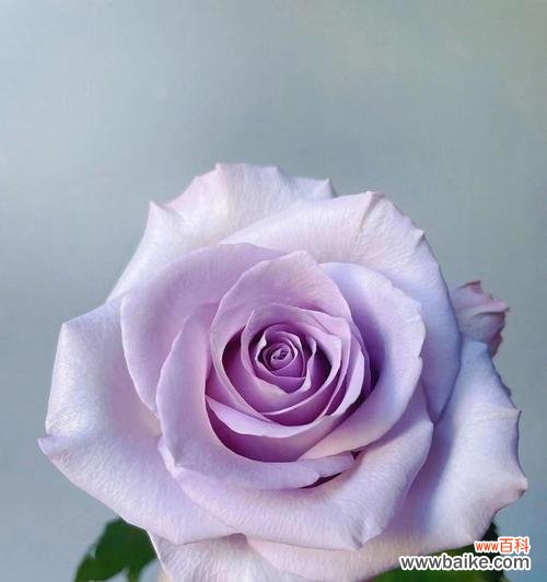 解读玫瑰花的秘密语言 玫瑰花花语颜色代表什么