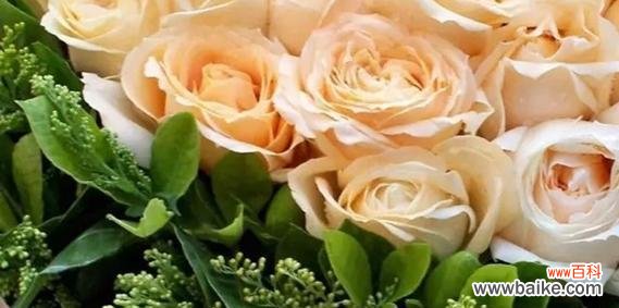 从古至今 玫瑰花