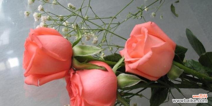 深入探究玫瑰花的象征意义 玫瑰花的寓意与象征意义