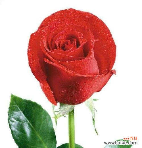 深入探究玫瑰花的象征意义 玫瑰花的寓意与象征意义