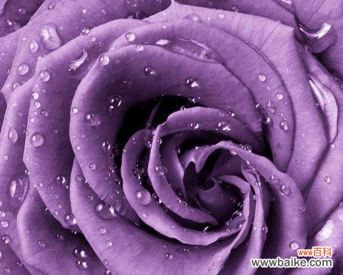 玫瑰花的花语是什么 玫瑰花的花语及其寓意