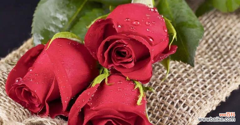 探寻玫瑰花的不同含义 玫瑰花的寓意和象征意义