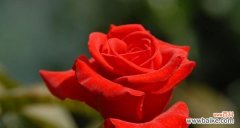 从花束到玫瑰园 玫瑰花数量的含义