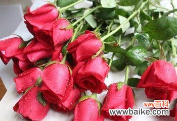 揭示玫瑰花数量背后的秘密与情感表达 玫瑰花数量的寓意及象征意义