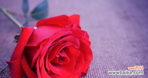 从花束到花海 玫瑰花的数量与寓意