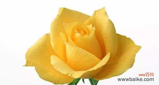 探究玫瑰花数量的花语 玫瑰花的花语及其意义