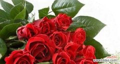 以玫瑰花送几朵代表什么 玫瑰花的数量与含义