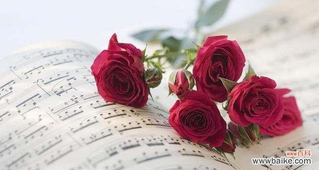 不同朵数玫瑰花所传递的意义与情感 玫瑰花的数量与含义——传递爱意的花语之秘