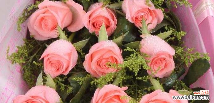 探究不同颜色的玫瑰花所代表的情感和含义 玫瑰花的颜色传递的意义