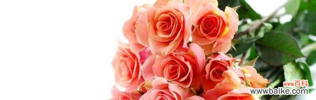 探索玫瑰花背后的意义和品德特质 玫瑰花的花语与品格象征