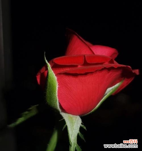 探究红玫瑰花所代表的各种意义 红玫瑰花的含义和象征