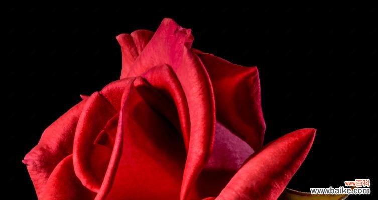 探究红玫瑰花所代表的各种意义 红玫瑰花的含义和象征
