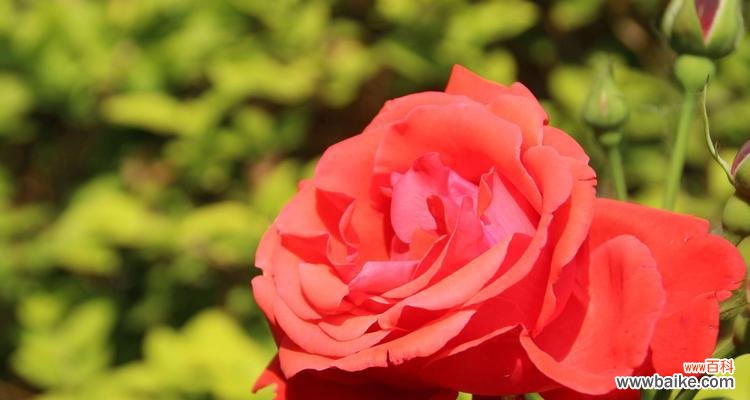 探索月季花的花语 月季花花语解读——浪漫之花的意义与象征