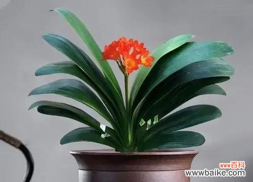 揭秘以金银花为主题的花语 富贵花开，财富滚滚