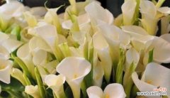 探寻白色马蹄莲花语的奥秘 白色马蹄莲