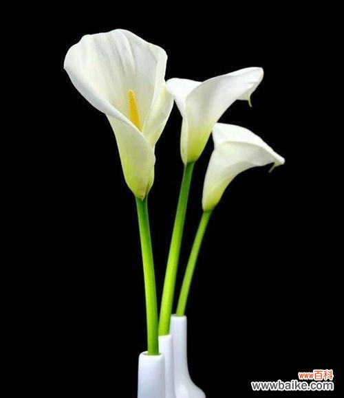 探寻白色马蹄莲花语的奥秘 白色马蹄莲