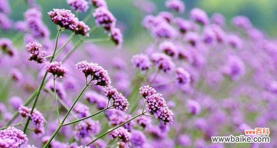 揭开紫色薰衣草的心灵奥秘 紫色薰衣草的花语与意义