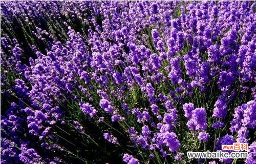 揭开紫色薰衣草的心灵奥秘 紫色薰衣草的花语与意义