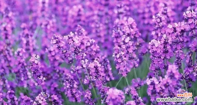 揭开紫色薰衣草的心灵奥秘 紫色薰衣草的花语与意义