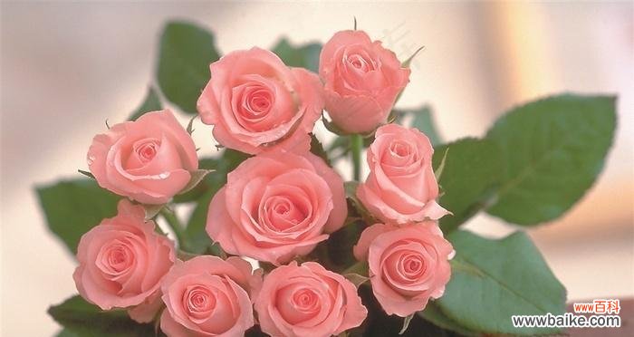 探索玫瑰花不同颜色的象征意义 玫瑰花颜色的寓意