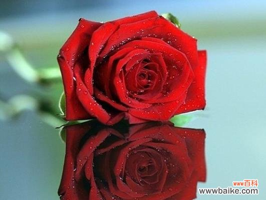 探索玫瑰花不同颜色的象征意义 玫瑰花颜色的寓意