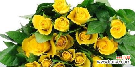 解析玫瑰花语的奥秘 探秘玫瑰花语——不同颜色的玫瑰代表的含义