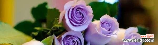 玫瑰的花语意味深长 玫瑰花语