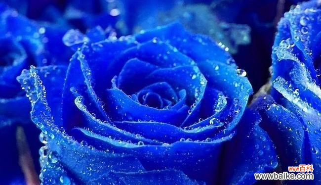 探寻玫瑰花的内涵与文化符号 玫瑰花的寓意与象征意义