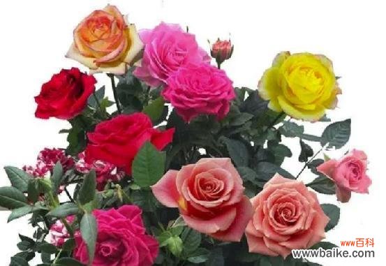 用花的语言传达情感的秘密 玫瑰花语颜色的意义