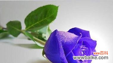 用花的语言传达情感的秘密 玫瑰花语颜色的意义