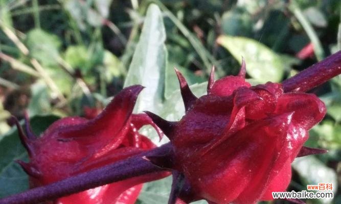 解析玫瑰茄花语及其背后的传说 玫瑰茄的传说