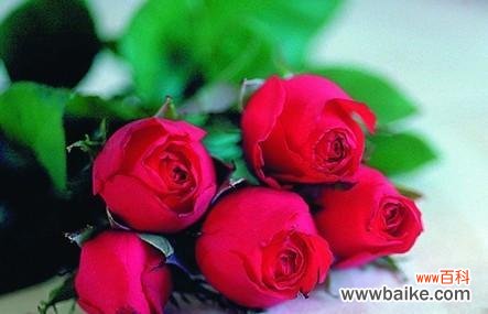 揭示玫瑰花支数所蕴含的情感与寓意 玫瑰花的支数与其象征意义