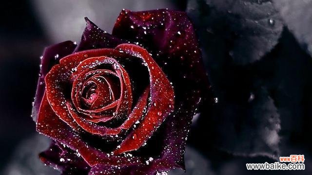 揭示玫瑰花支数所蕴含的情感与寓意 玫瑰花的支数与其象征意义