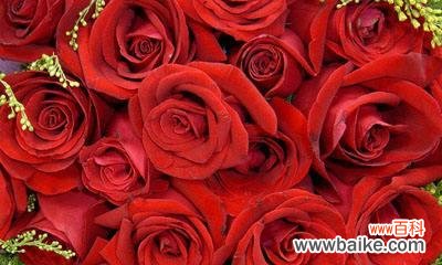 解读不同数量玫瑰背后的含义 玫瑰数量的寓意是什么
