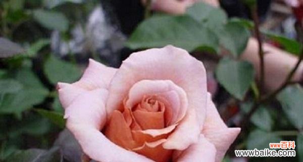 玫瑰花数与情感的传递 玫瑰数量的含义