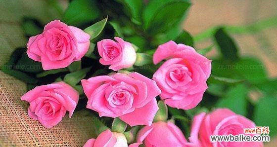 解读玫瑰花的特殊语言 玫瑰数量的含义