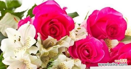 探寻玫瑰的花语和文化内涵 玫瑰的寓意与象征